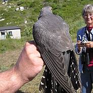 Gök, Sundre 20080603